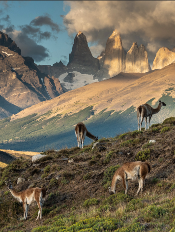 Fauna torres del Paine