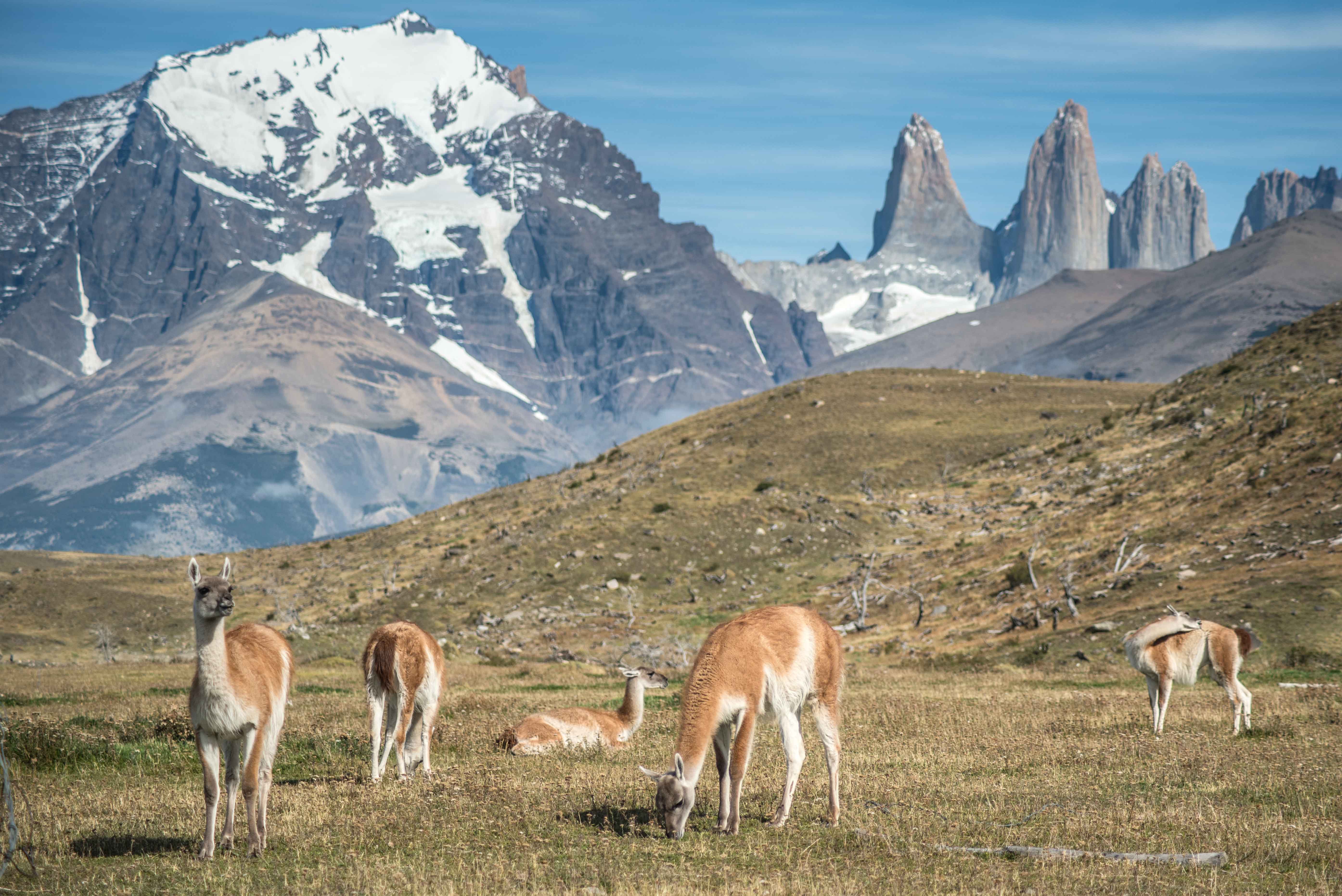 Guanacos en Torres del Paine